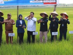 Bupati Banyuasin Apresiasi Bank Sumsel Untuk KUR Para Petani Muara Padang