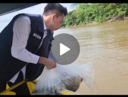 Jaga Ekosistem,Kepala Desa Rantau Bayur Tebar 10.000 Benih Ikan Patin