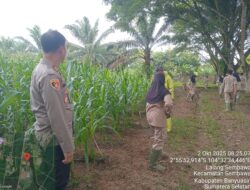 Polsek Pangkalan Balai Monitor Perkembangan Tanaman Jagung di SMK PP Sembawa Dukung Ketahanan Pangan