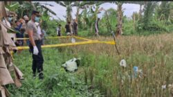 Geger,Warga Temukan Mayat Perempuan Yang Sudah Membusuk di Pinggir Sawah Banyuasin
