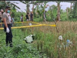 Geger,Warga Temukan Mayat Perempuan Yang Sudah Membusuk di Pinggir Sawah Banyuasin