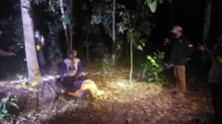 Polsek Banyuasin III Bersama Tim Inapis Polres Banyuasin lakukan Olah TKP Penemuan Dua Jenaza di Sembawa