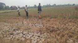 Gerak Cepat Tanggapi Keluhan Masyarakat PPL Desa Tebing Abang Selalu Hadir Untuk Petani