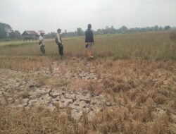 Gerak Cepat Tanggapi Keluhan Masyarakat PPL Desa Tebing Abang Selalu Hadir Untuk Petani