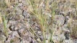 Akibat Kekurangan Pasokan Air Ratusan Hektar Lahan Persawahan di Kecamatan Rantau Bayur Teranca Gagal Panen