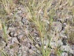 Akibat Kekurangan Pasokan Air Ratusan Hektar Lahan Persawahan di Kecamatan Rantau Bayur Teranca Gagal Panen