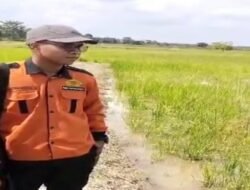 Hujan Deras Berlangsung Lama, Puluhan Hektare Sawah di Rantau Bayur Banyuasin Terendam Banjir